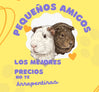 pequeños amigos – Inicio